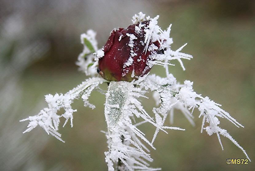 Frost_12_07 004_DxO